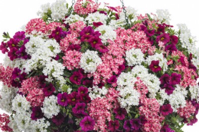 Flower Baskets & Gifts That Loved By Everyone