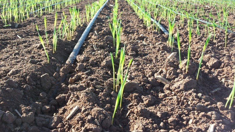Drip Irrigation Market Increasing Number of Working Populations till 2026, Fortune Business Insights