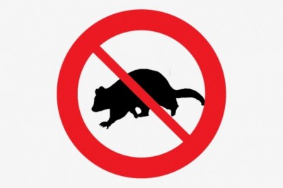 POSSUM REMOVAL SERVICES IN SYDNEY