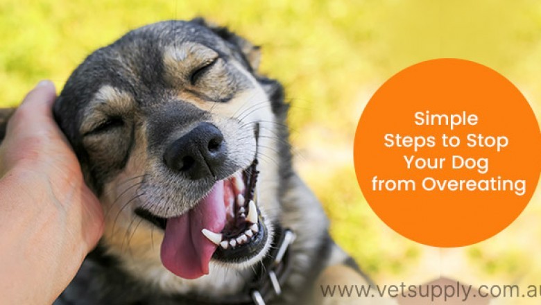 Simple Steps to Stop Your Dog from Overeating