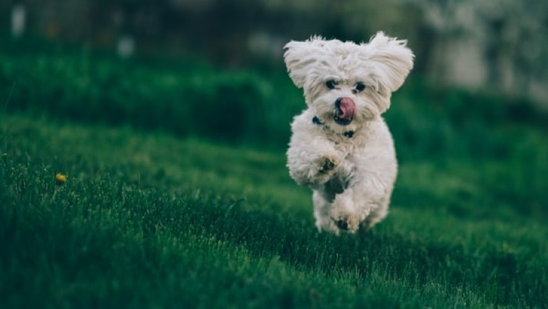 What Makes Meals for Mutts A Great Choice?