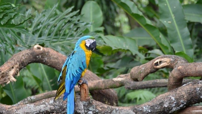 Why Are Bird Toys So Important?