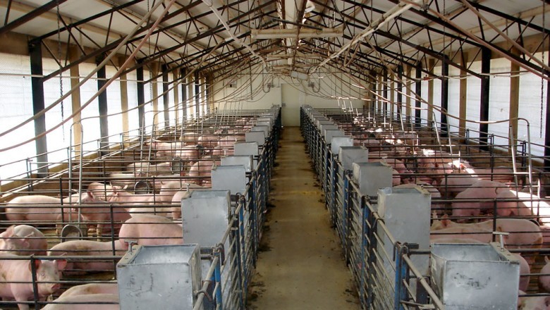 Swine Feed Market Overview, Top Manufacturers, Industry Growth Analysis and Forecast to 2027, Fortune Business Insights™