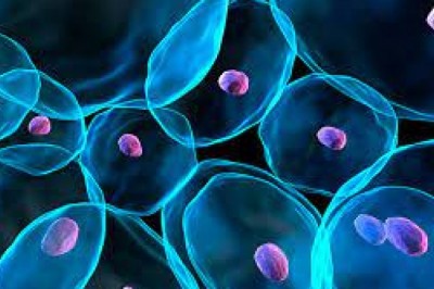 Global Opporunities in Optical Imaging Market 2018-2023 by Revenue Statistics and Key Growth Strategies to 2023