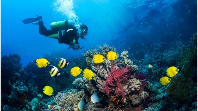 Diving in Indonesia
