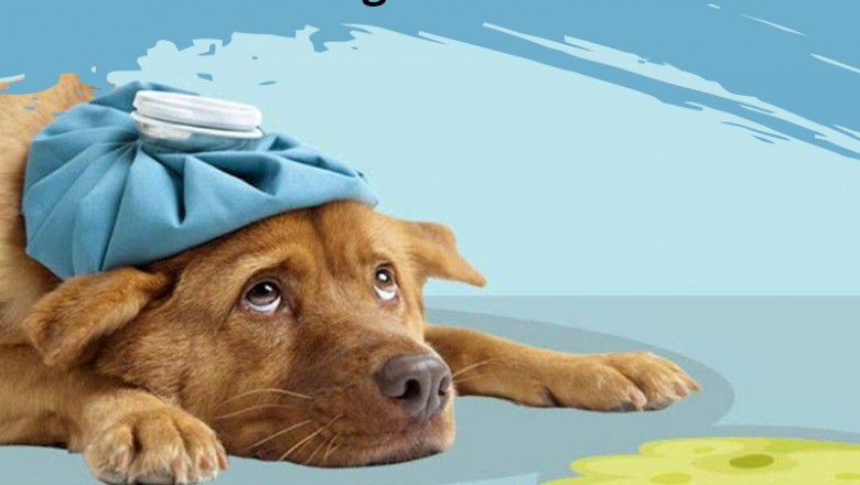 10 Most Common Health Problems in Dogs
