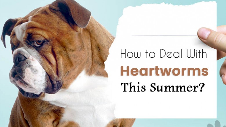 How to Deal With Heartworms This Summer?
