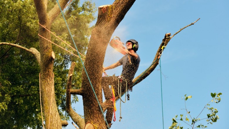 Tree Removal Eastern Suburbs Sydney
