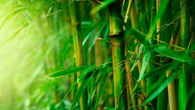 International launched new product Bamboo UltraDensity to expand its presence in the bamboos market
