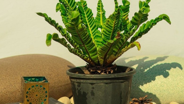 Best Plant Nursery in Chandigarh | Surya Nursery