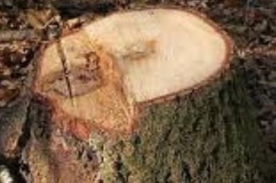 Tree Removal Madisonville | Acadian Tree and Stump Removal Service