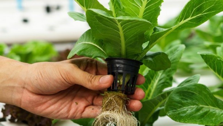 Hydroponics: A Novel Horticulture Method Helping Increasing Production up 2-10 times in Limited Space
