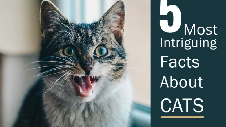 Most intriguing Facts about Cats
