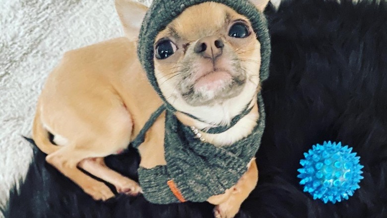 Ought to You Get a Chihuahua?