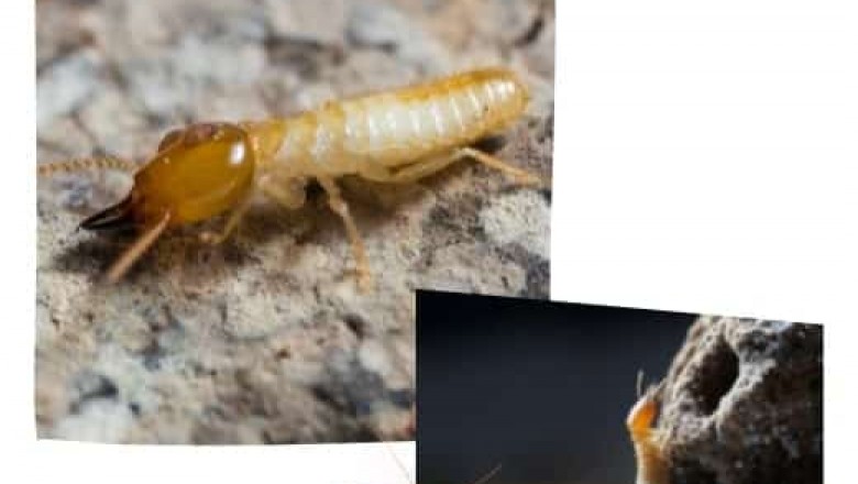 How Termite Control Treatment Is Good For Home?
