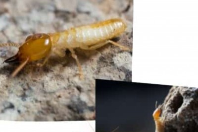 How Termite Control Treatment Is Good For Home?