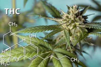 Delta-9-Tol and Delta-8-THC Buyback