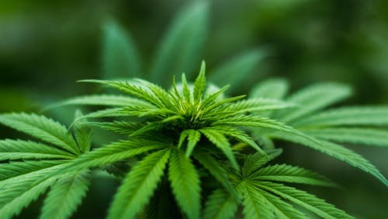 Strains For Depression