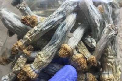 How Ibogaine helps in Treating Opioid Addiction?