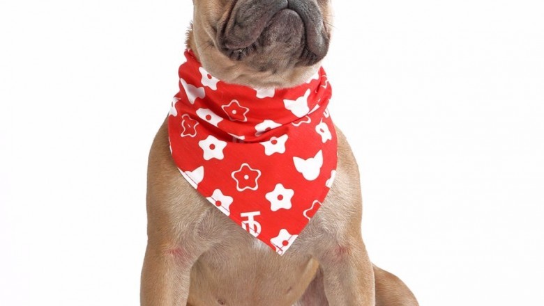 Make Your Dogs Happy with Comfortable Dog Collars and Leads