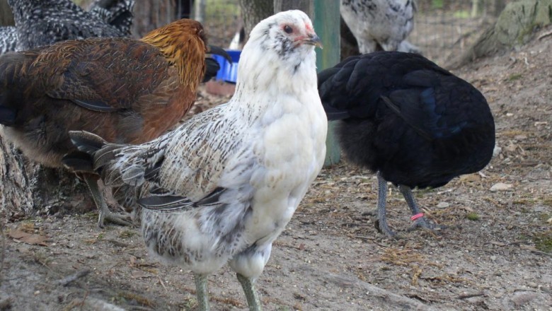 Ameraucana Chicken: Care Guide