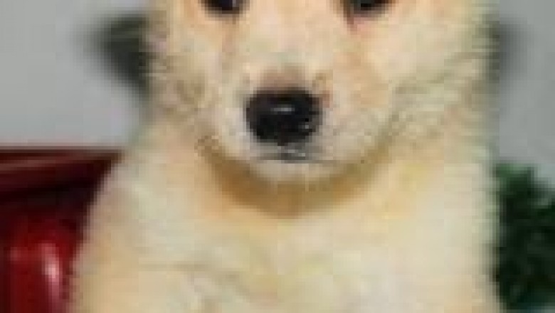 Bilbao - anuncios clasificados de animales en venta, productos, alimentos, juguetes y accesorios - mascotas - bedpage.es