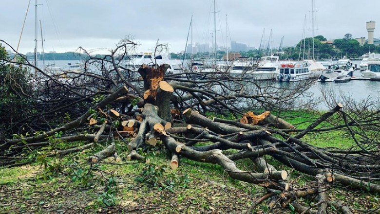 Branch Out Tree Specialist