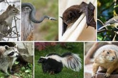 wildlife removal san antonio