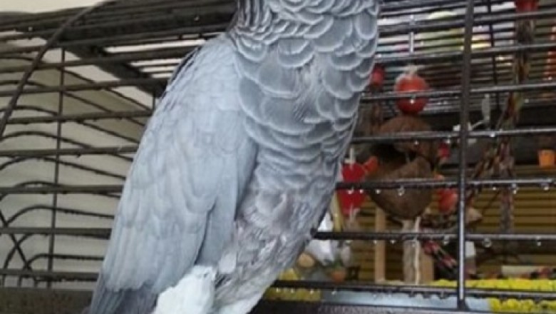 Best Place to buy African Grey Parrots Online