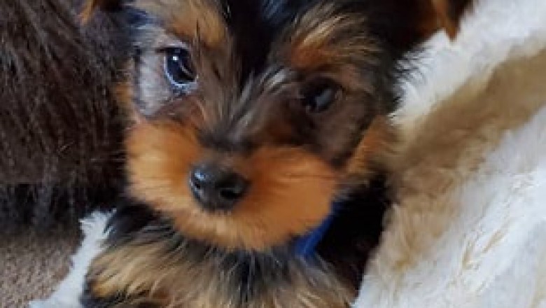 Lisa yorkie puppies, Yorkie puppies for sale
