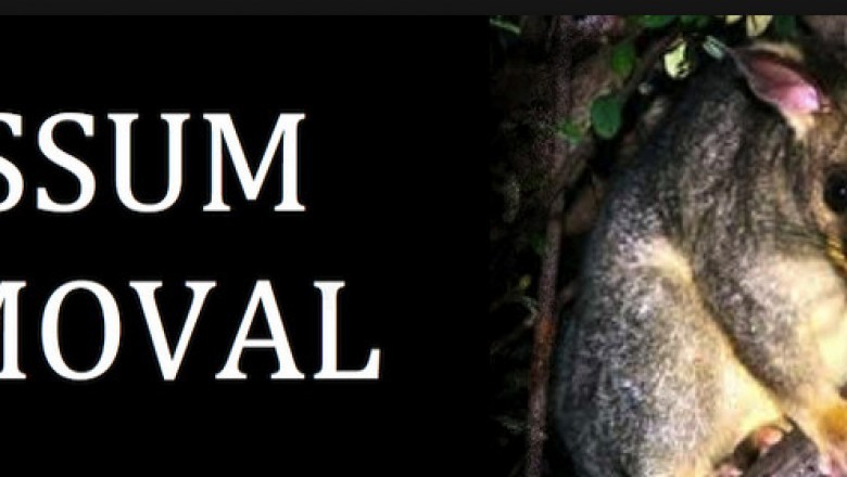 POSSUM REMOVAL SERVICES IN SYDNEY | Contacts & details