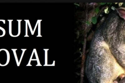 POSSUM REMOVAL SERVICES IN SYDNEY | Contacts & details
