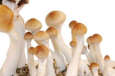 Buy Amazonian Magic Mushrooms Online