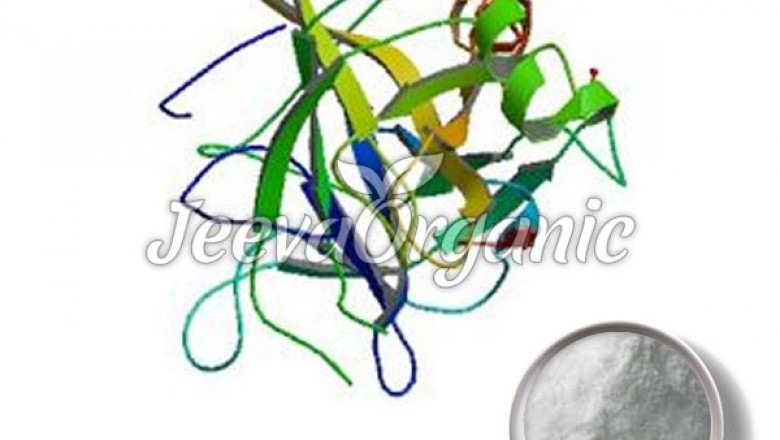 Chymotrypsin Powder