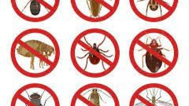 bed bug extermination wallacia