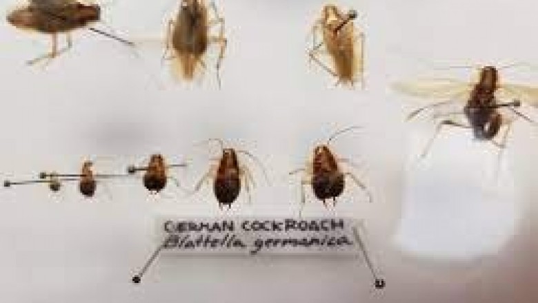 Cockroaches Control Services Cambridge ON -