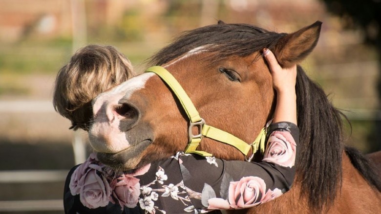 This in-depth Industry Report on the Global Equine Healthcare Market offers precise facts and information that will assist you in completing your business research more quickly.
