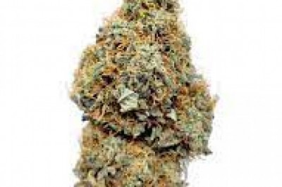 Gelato is a slightly Indica dominant hybrid