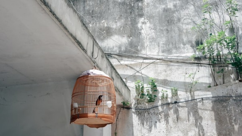 Are Bird Cages the Most Important Supplies That Your Pet Needs?