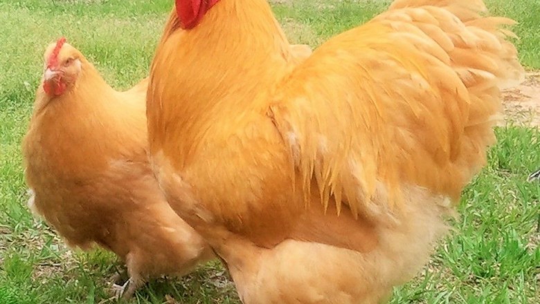 Buff Orpington chickens beginning