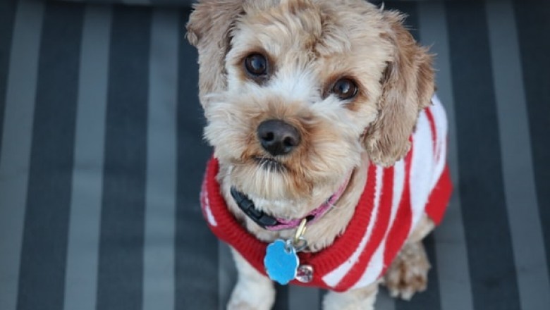 It Is a Good Idea to Provide Your Pet with Only Vegan Dog Food?
