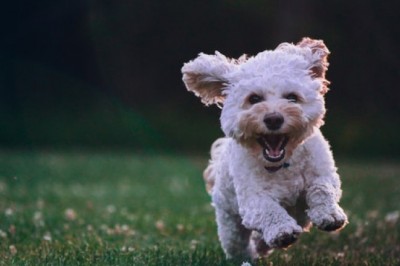 What Is the Proper Method of Using Dog Crates to Take Proper Care of Your Pet?