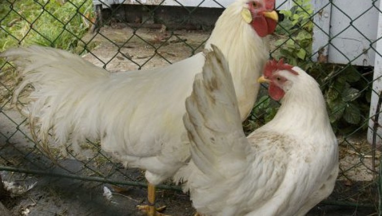Are Leghorn chickens friendly?
