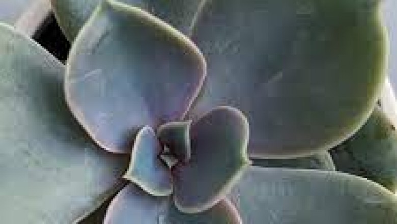 Blooming conversation with Moncton based small business Eufloria