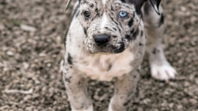 American bully puppies for sale