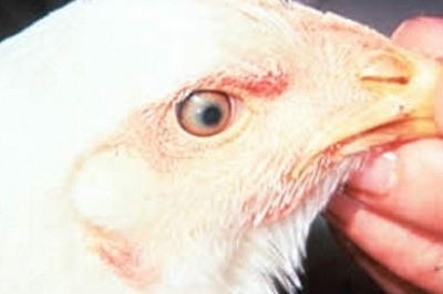 Marek's Disease can be efficiently prevented by vaccination, genetic resistance, and biosecurity if constant R&D activities in the field of veterinary science are conducted.