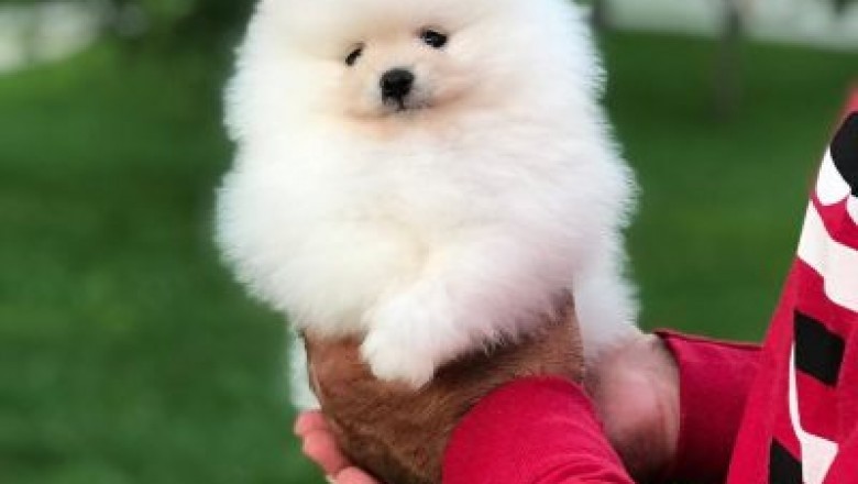 Pomeranian puppies for sale near me