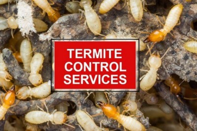 Call the Best in Termite Control Service in Sydney.