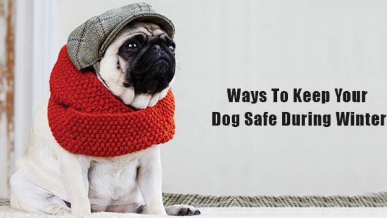 Ways To Keep Your Dog Safe During Winter