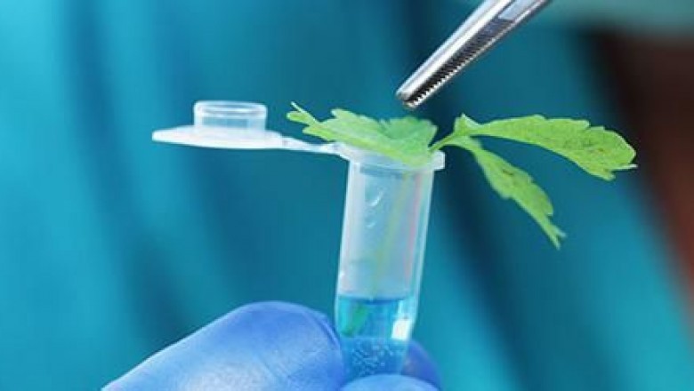 The Small Molecule API Market to Witness Substantial Growth in the Asia Pacific